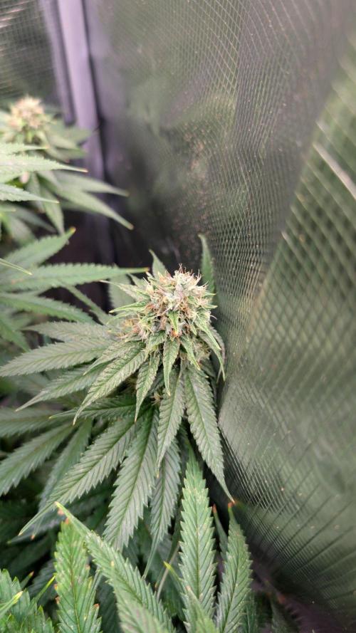 DWC Colorado. Week 13