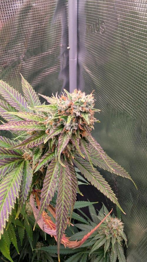 DWC Colorado. Week 13