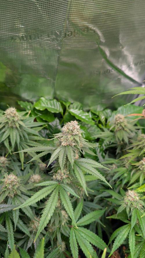 DWC Colorado. Week 13