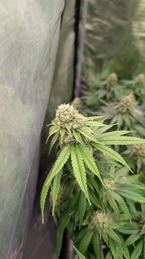 DWC Colorado. Week 13
