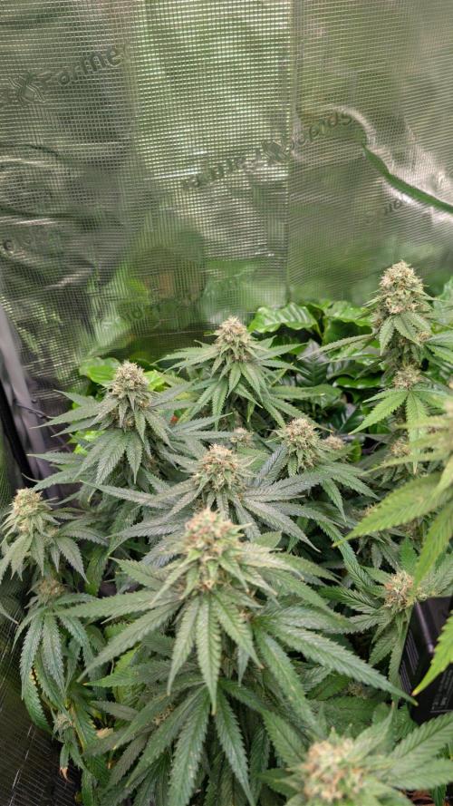 DWC Colorado. Week 13