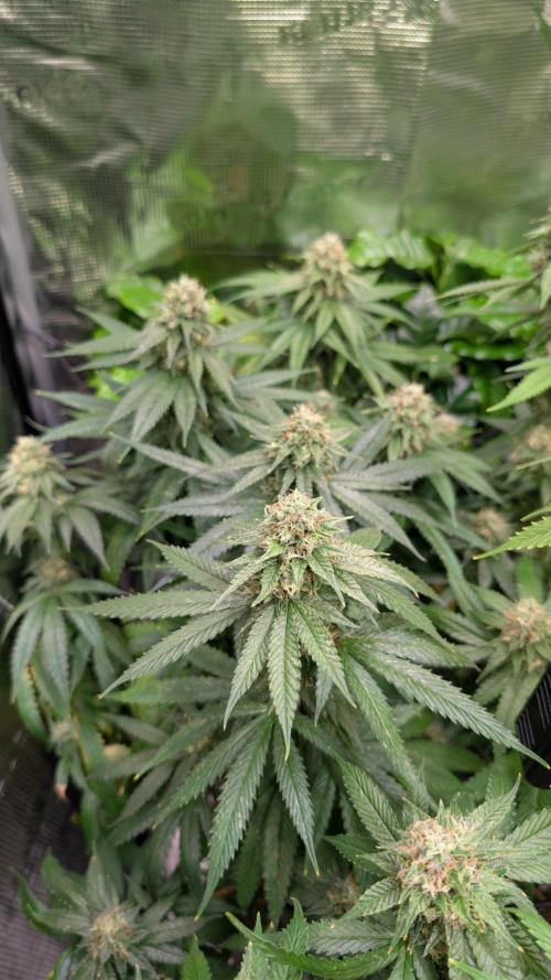 DWC Colorado. Week 13