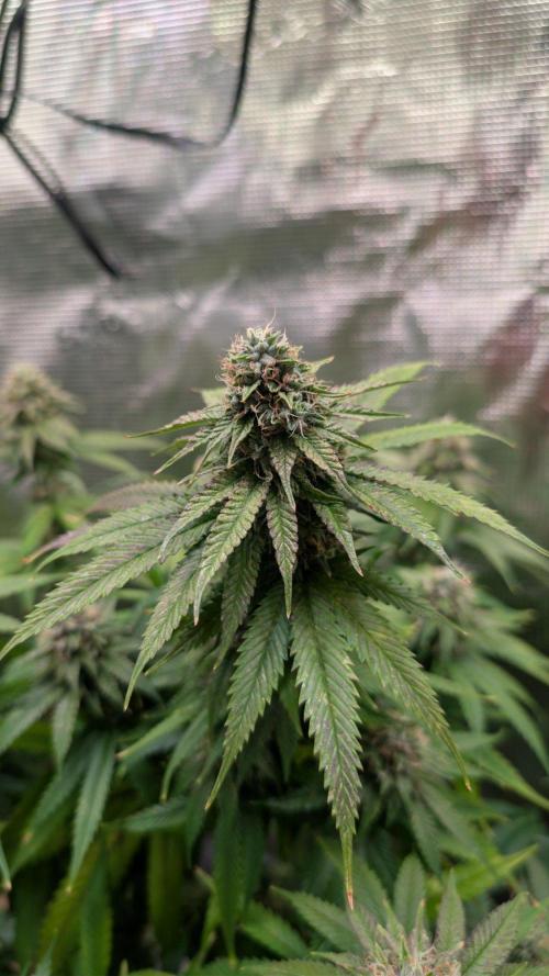 DWC Colorado. Week 13