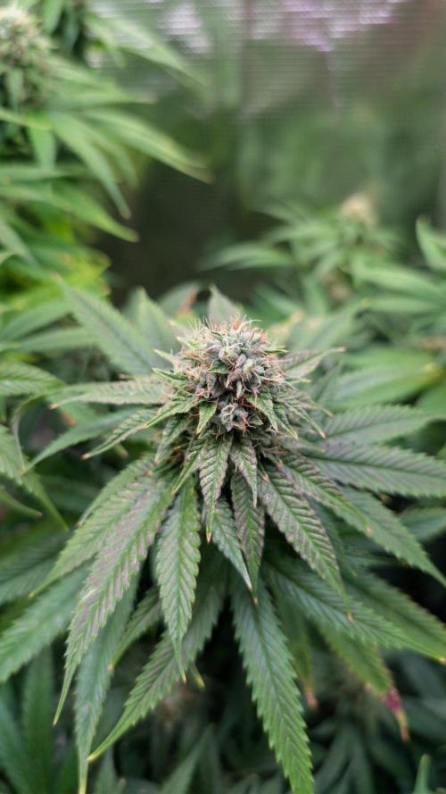 DWC Colorado. Week 13
