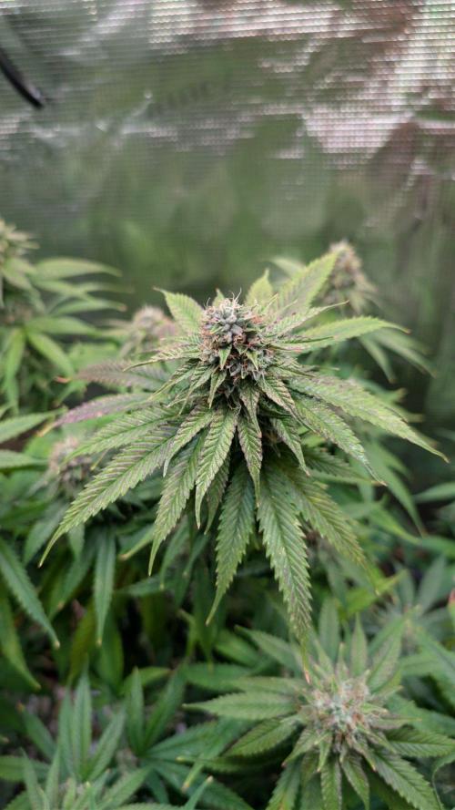 DWC Colorado. Week 13