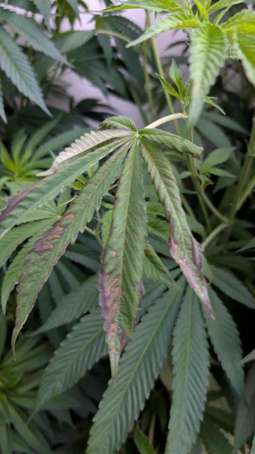 Coco Spritz. Week 10