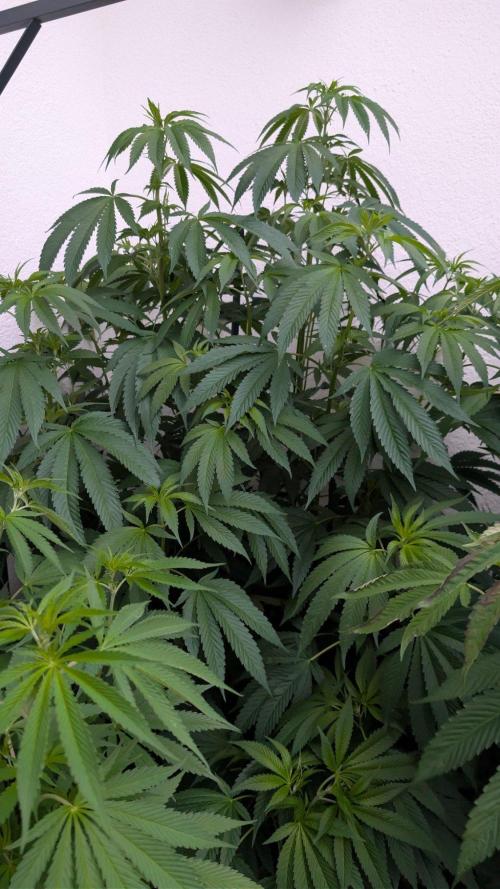 Coco Spritz. Week 10