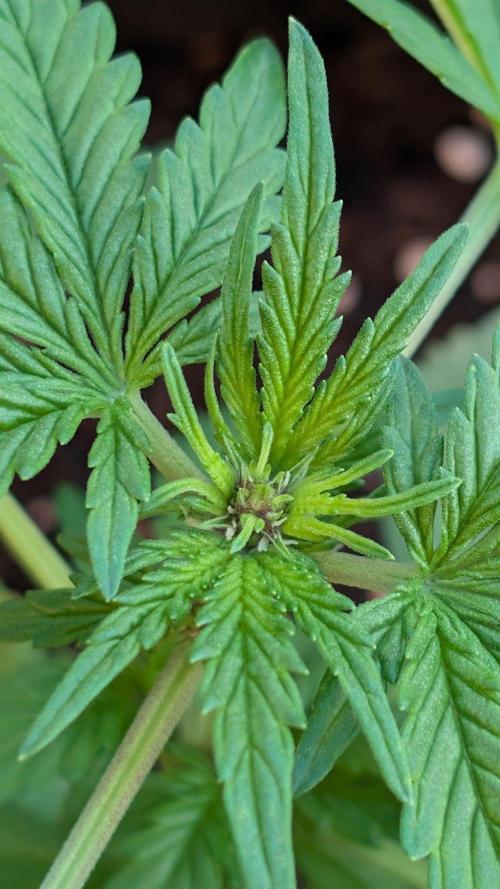 CBD Auto Blackberry Kush. Week 3