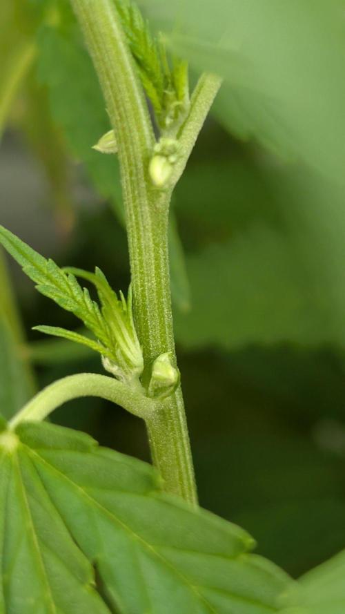 Oldshool Berrys. Week 10