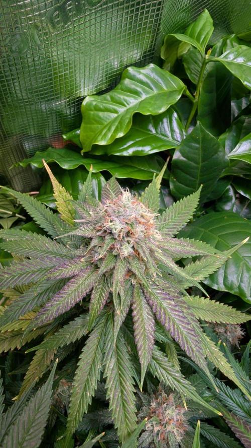 DWC Colorado. Week 14