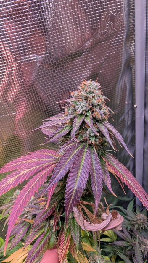 DWC Colorado. Week 14