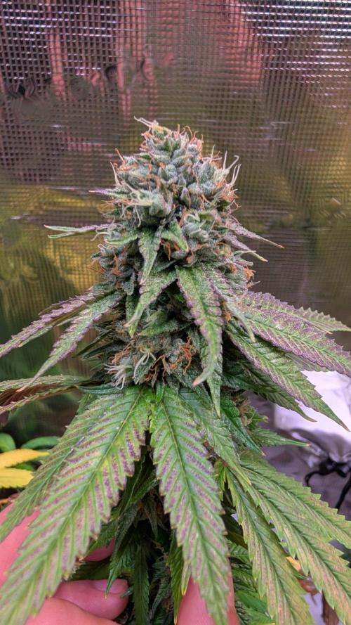 DWC Colorado. Week 14
