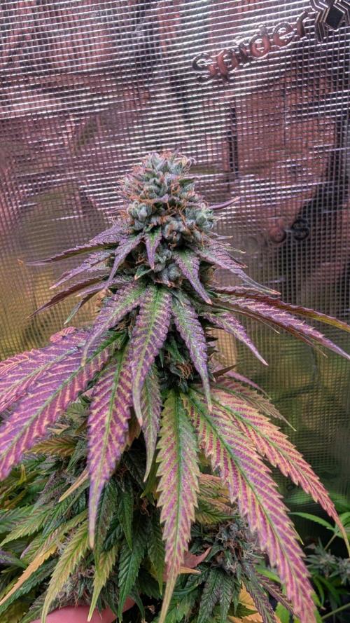DWC Colorado. Week 14