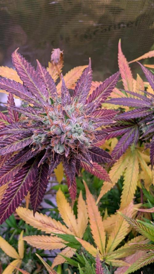 DWC Colorado. Week 14