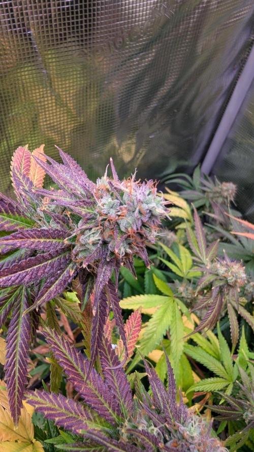 DWC Colorado. Week 14