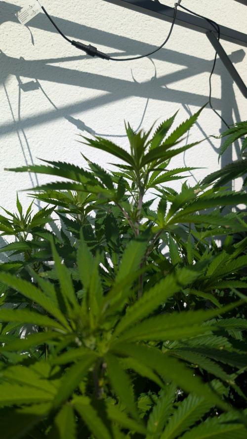 Coco Spritz. Week 11