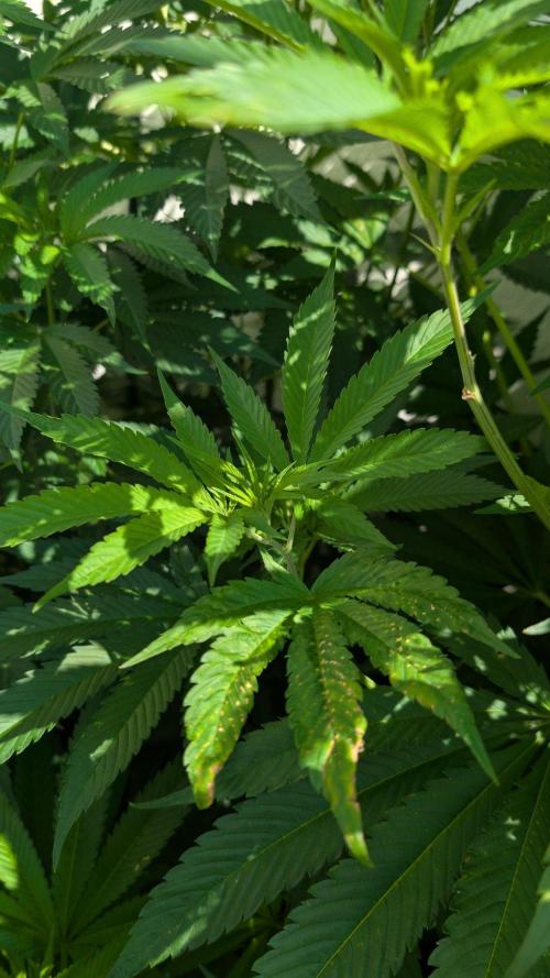 Coco Spritz. Week 11