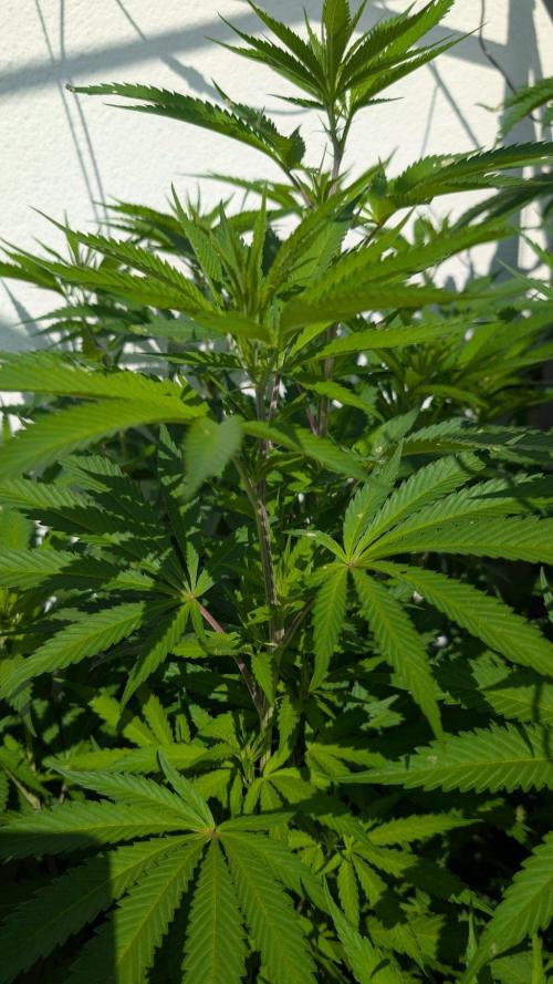 Coco Spritz. Week 11