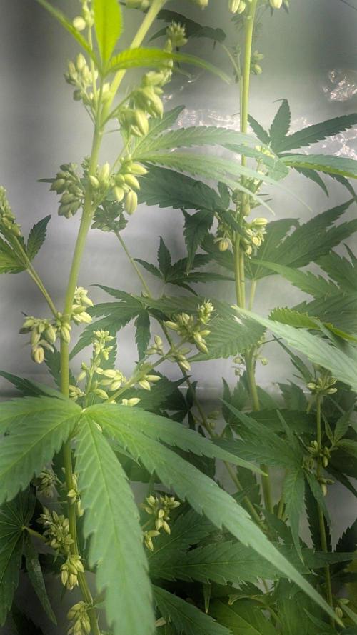 Oldshool Berrys. Week 11