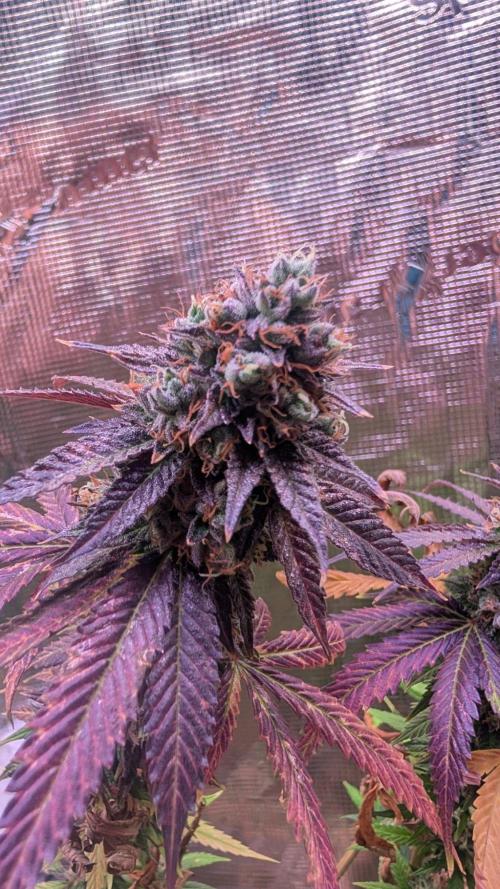 DWC Colorado. Week 15