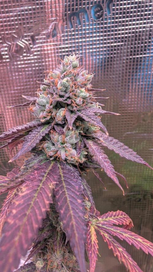 DWC Colorado. Week 15