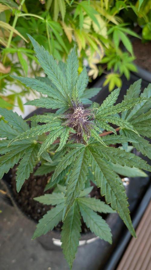 Progeny Testing the Berrys. Week 5