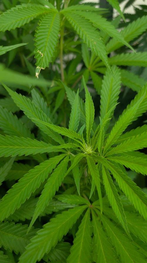 Coco Spritz. Week 12