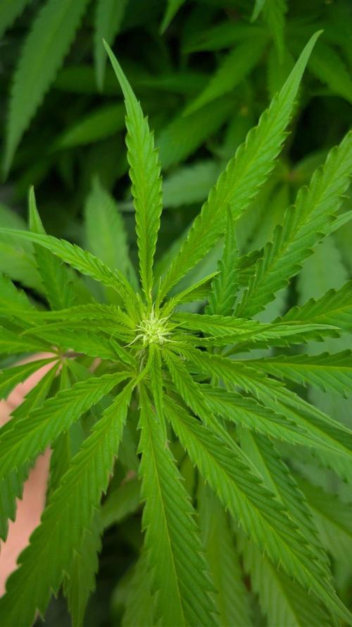 Coco Spritz. Week 12