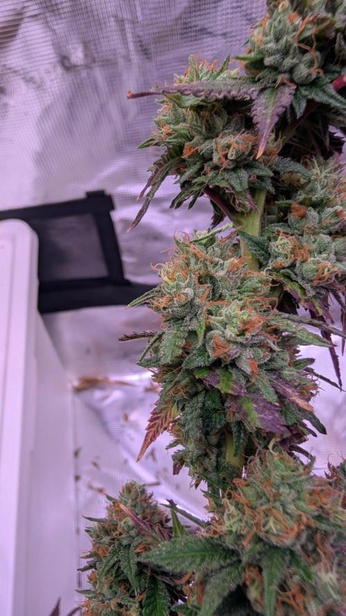 DWC Colorado. Week 16