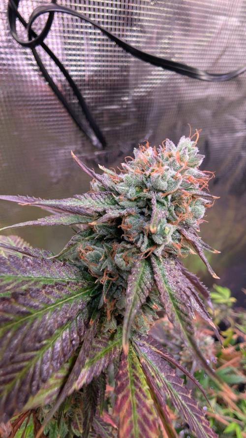 DWC Colorado. Week 16