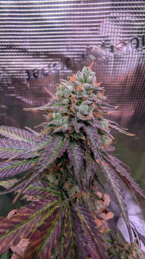 DWC Colorado. Week 16