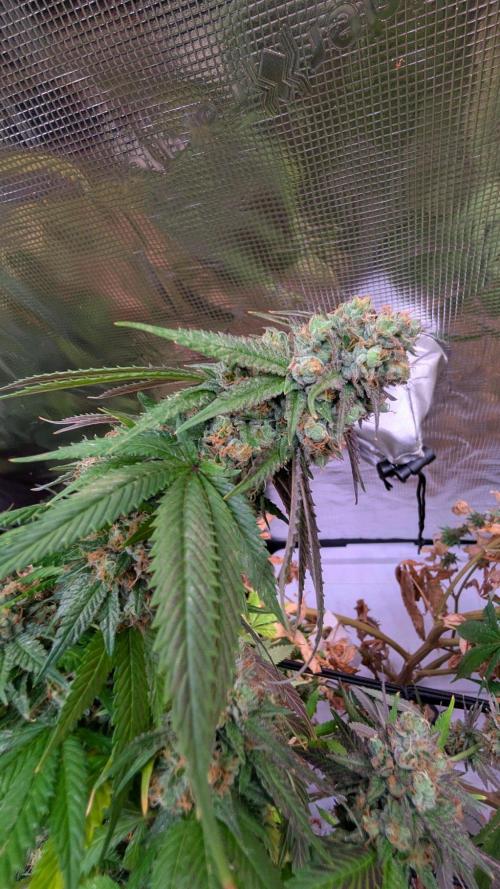 DWC Colorado. Week 16