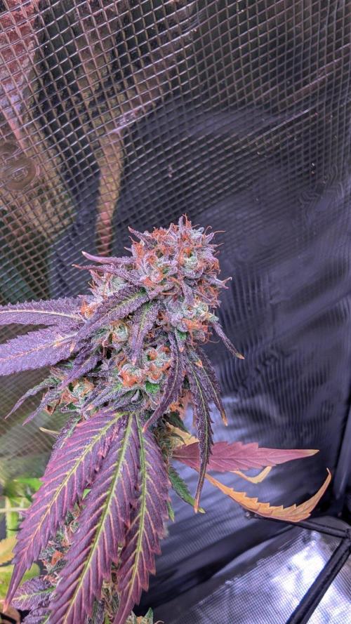 DWC Colorado. Week 16