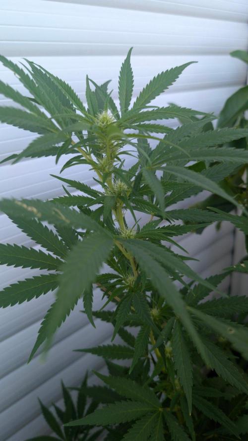 Oldshool Berrys. Week 12