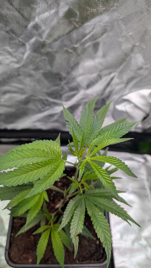 Mini-Tent Grow / Cutting. Week 2