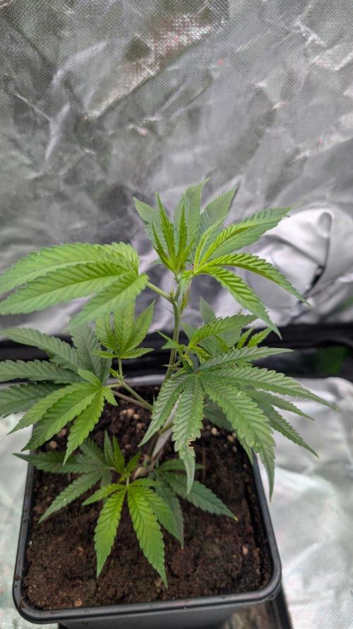 Mini-Tent Grow / Cutting. Week 2