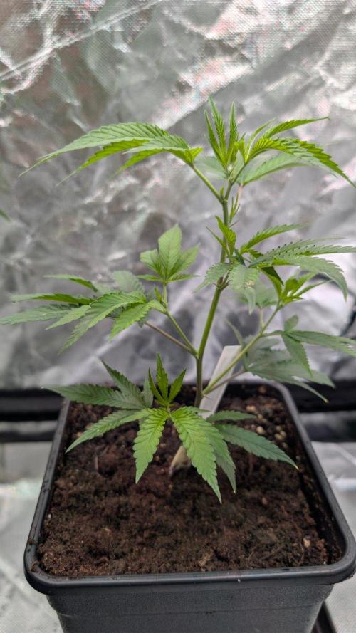 Mini-Tent Grow / Cutting. Week 2