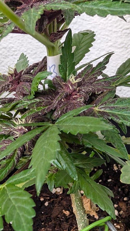 Progeny Testing the Berrys. Week 6
