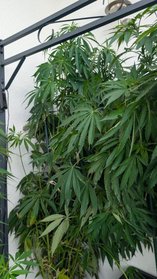 Coco Spritz. Week 13