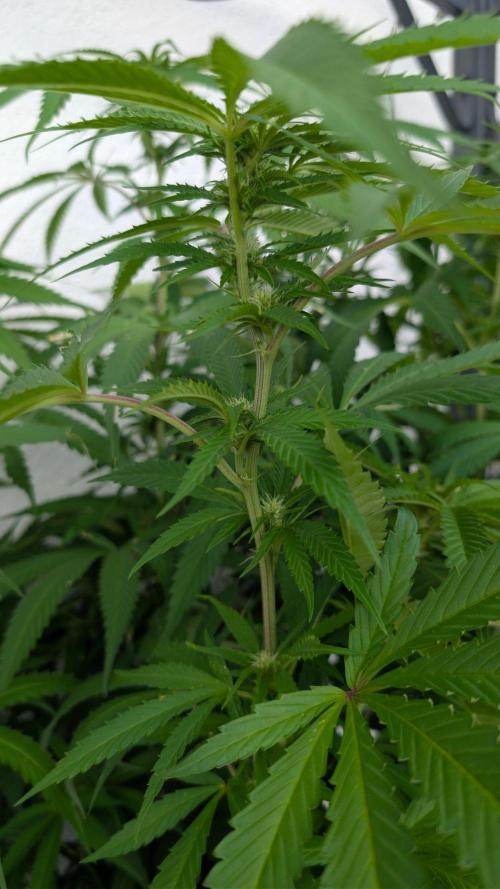 Coco Spritz. Week 13