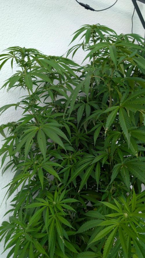 Coco Spritz. Week 13