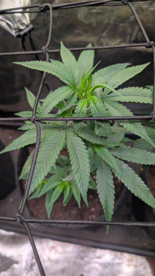 Blue Muffin / Manny-T Cut. Week 2