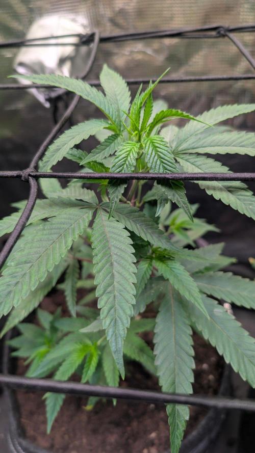 Blue Muffin / Manny-T Cut. Week 2