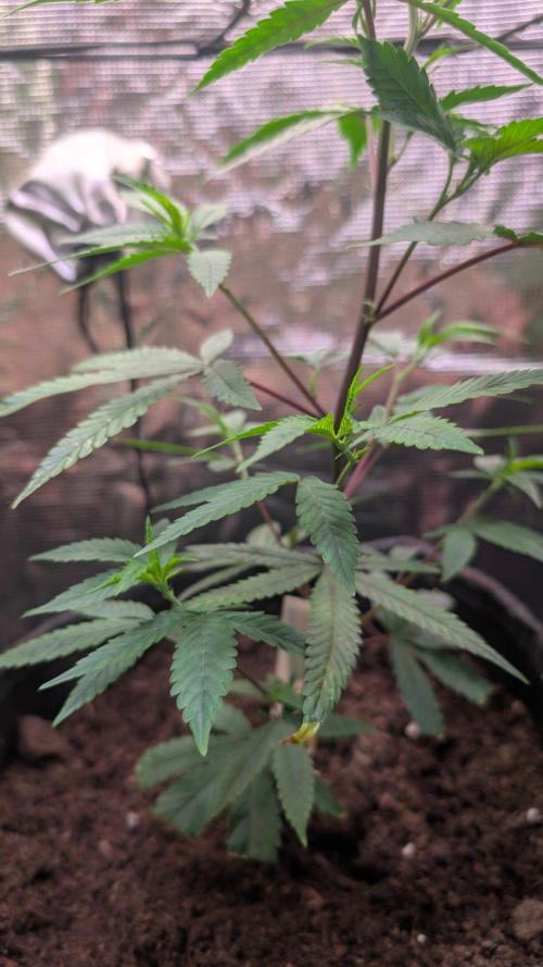Blueberry Muffin. Week 2