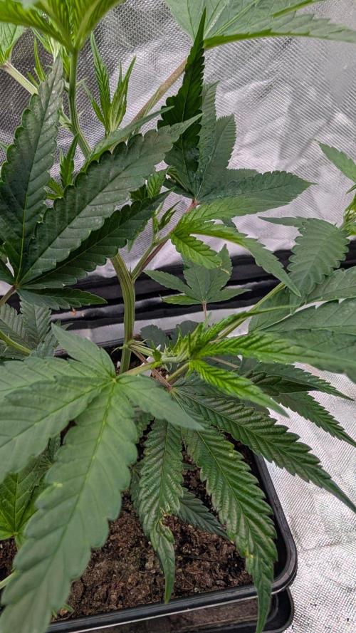 Mini-Tent Grow / Cutting. Week 3