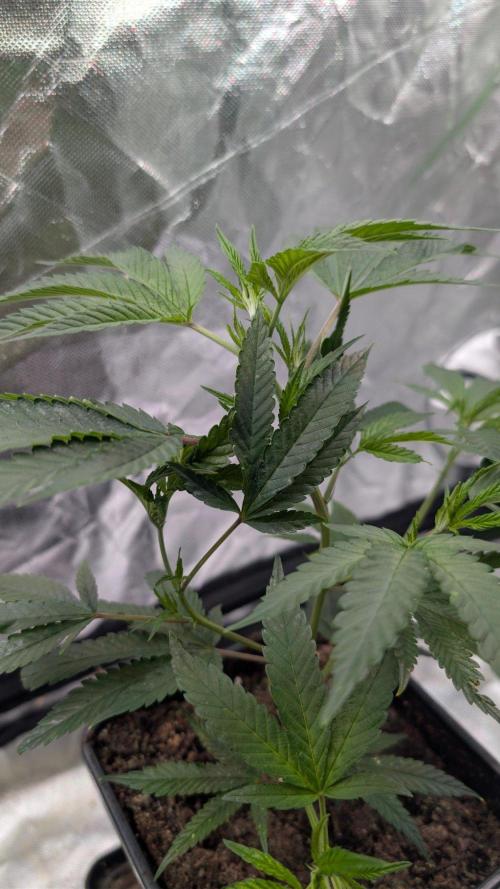 Mini-Tent Grow / Cutting. Week 3