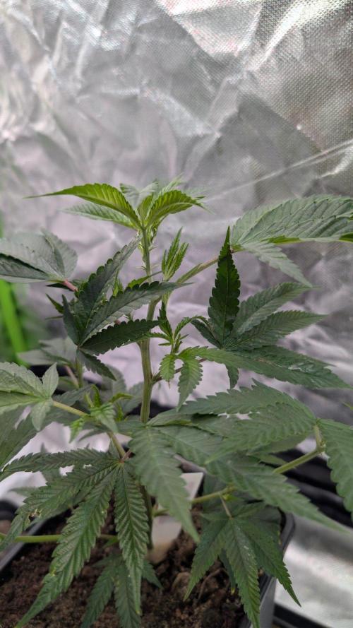 Mini-Tent Grow / Cutting. Week 3