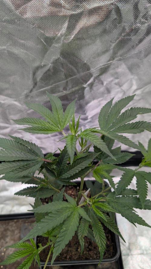 Mini-Tent Grow / Cutting. Week 3