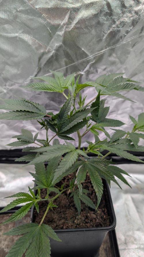 Mini-Tent Grow / Cutting. Week 3