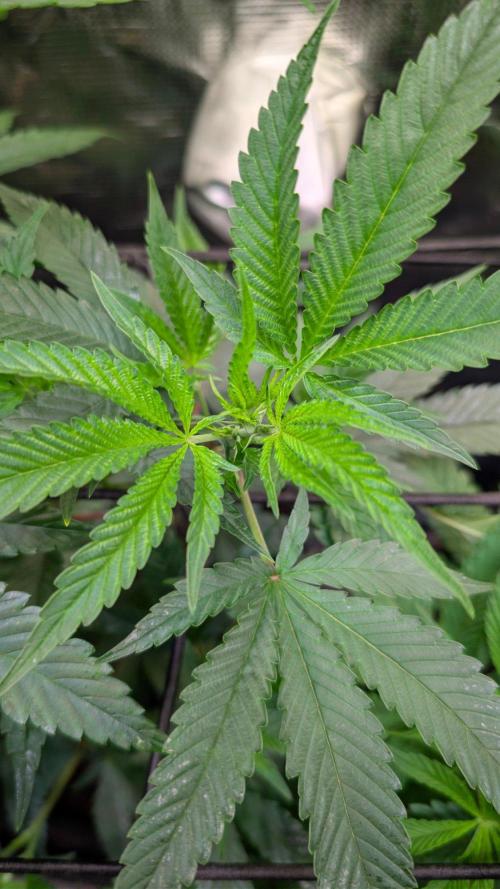 Blue Muffin / Manny-T Cut. Week 3